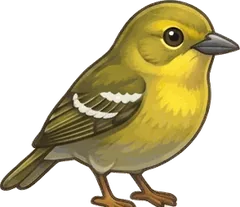Pine Warbler illustration