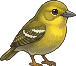 Pine Warbler illustration