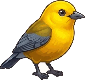 Prothonotary Warbler illustration