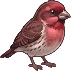 Purple Finch illustration