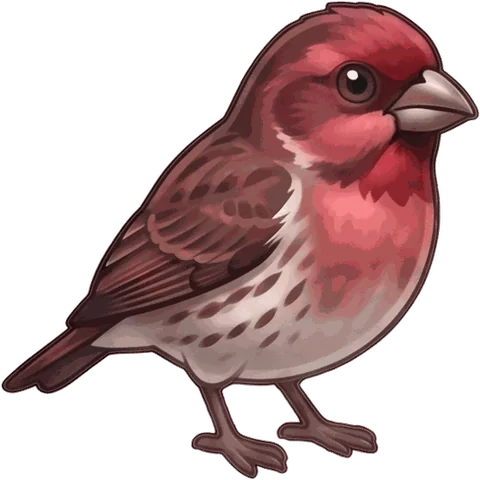 Purple Finch illustration