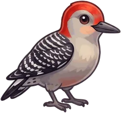 Red-bellied Woodpecker illustration