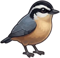 Red-breasted Nuthatch illustration