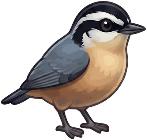 Red-breasted Nuthatch illustration