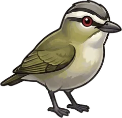 Red-eyed Vireo illustration
