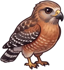 Red-shouldered Hawk illustration