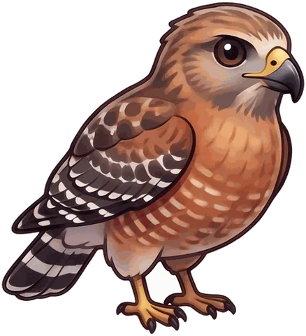Red-shouldered Hawk illustration