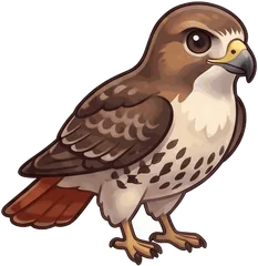 Red-tailed Hawk illustration