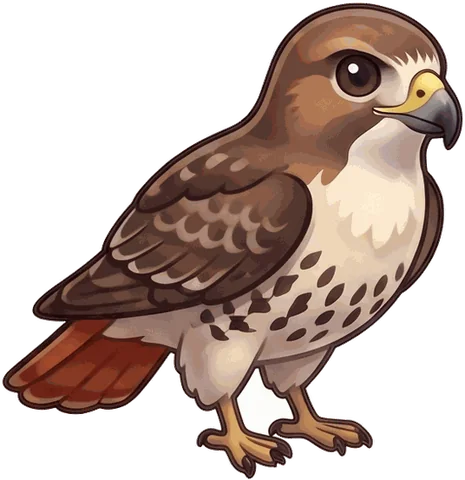 Red-tailed Hawk illustration