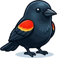 Red-winged Blackbird illustration