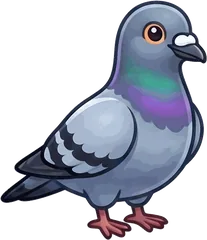 Rock Pigeon illustration
