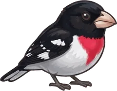 Rose-breasted Grosbeak illustration