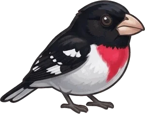 Rose-breasted Grosbeak illustration
