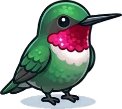 Ruby-throated Hummingbird illustration