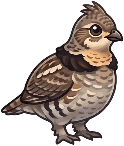 Ruffed Grouse illustration