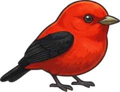 Scarlet Tanager illustration