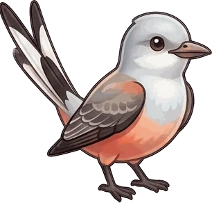 Scissor-tailed Flycatcher illustration
