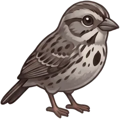 Song Sparrow illustration
