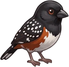 Spotted Towhee illustration