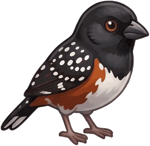 Spotted Towhee illustration