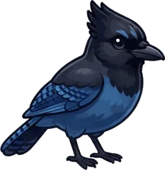 Steller's Jay illustration