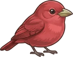 Summer Tanager illustration