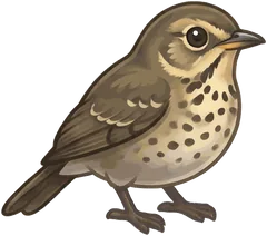 Swainson's Thrush illustration