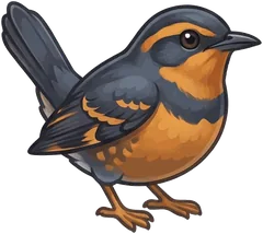Varied Thrush illustration