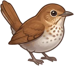Veery illustration