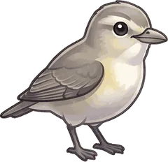 Warbling Vireo illustration