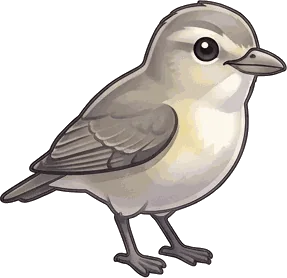 Warbling Vireo illustration