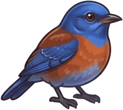 Western Bluebird illustration