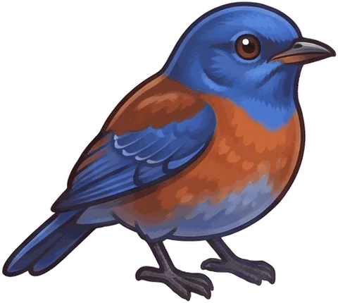 Western Bluebird illustration