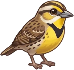 Western Meadowlark illustration