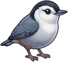 White-breasted Nuthatch illustration