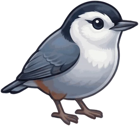 White-breasted Nuthatch illustration