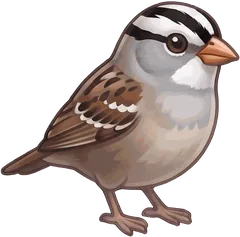 White-crowned Sparrow illustration