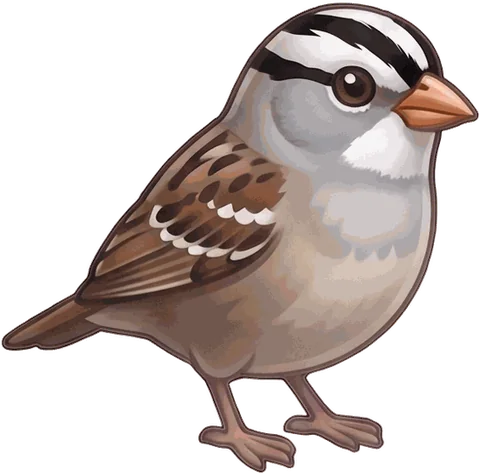 White-crowned Sparrow illustration
