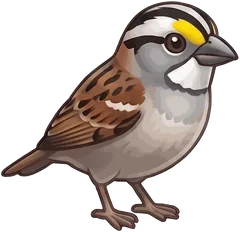 White-throated Sparrow illustration