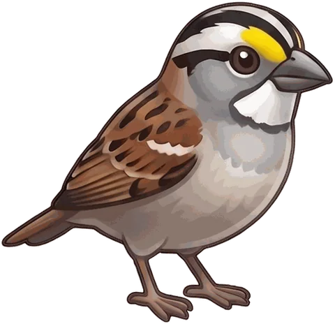 White-throated Sparrow illustration