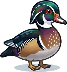 Wood Duck illustration