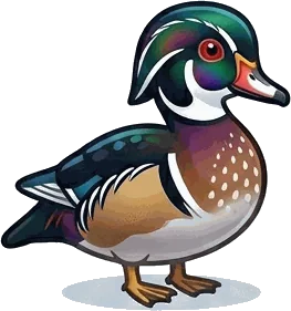 Wood Duck illustration
