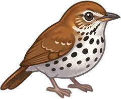 Wood Thrush illustration