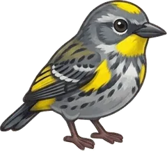 Yellow-rumped Warbler illustration