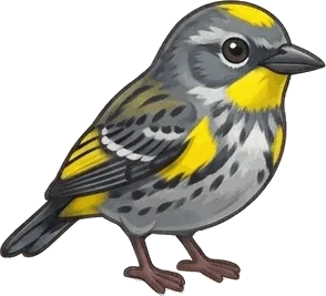 Yellow-rumped Warbler illustration